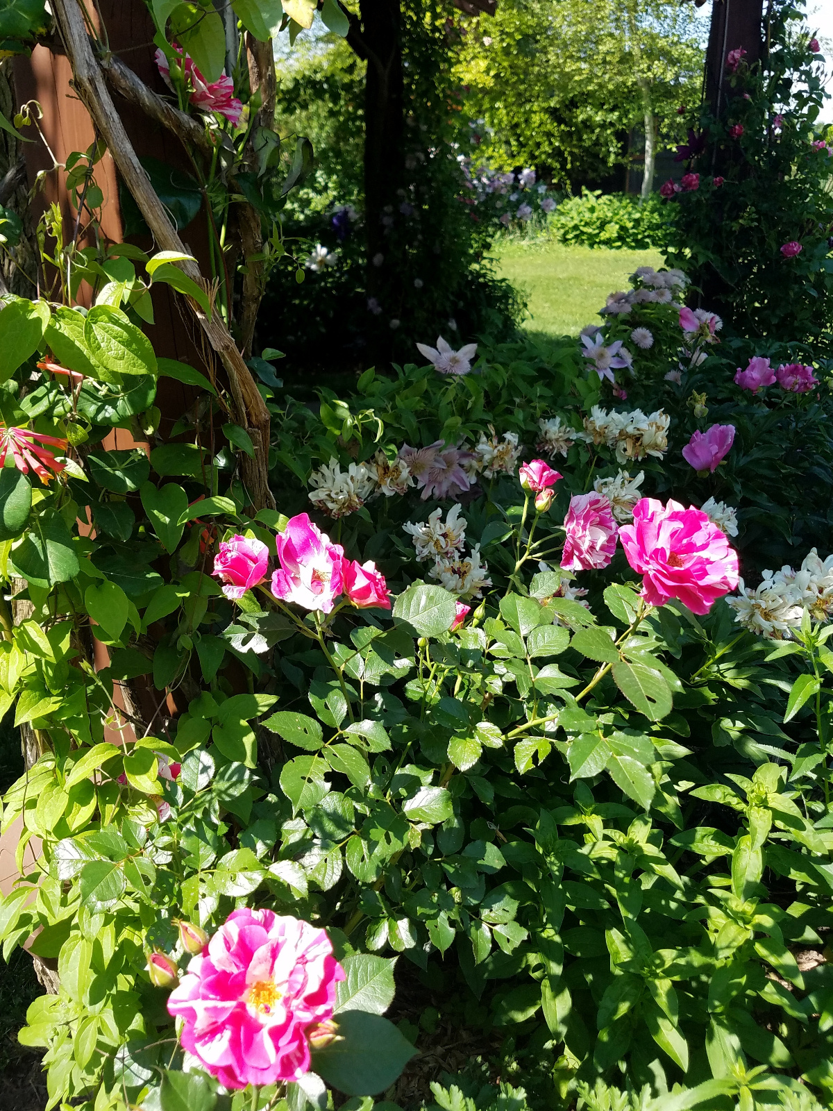 Climbing striped Rose with Clematis and Garden Peony